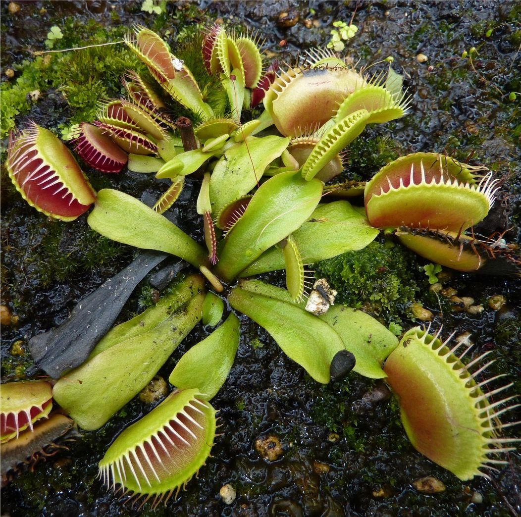Plantas carnívoras en el Iberá, una pasión con impacto