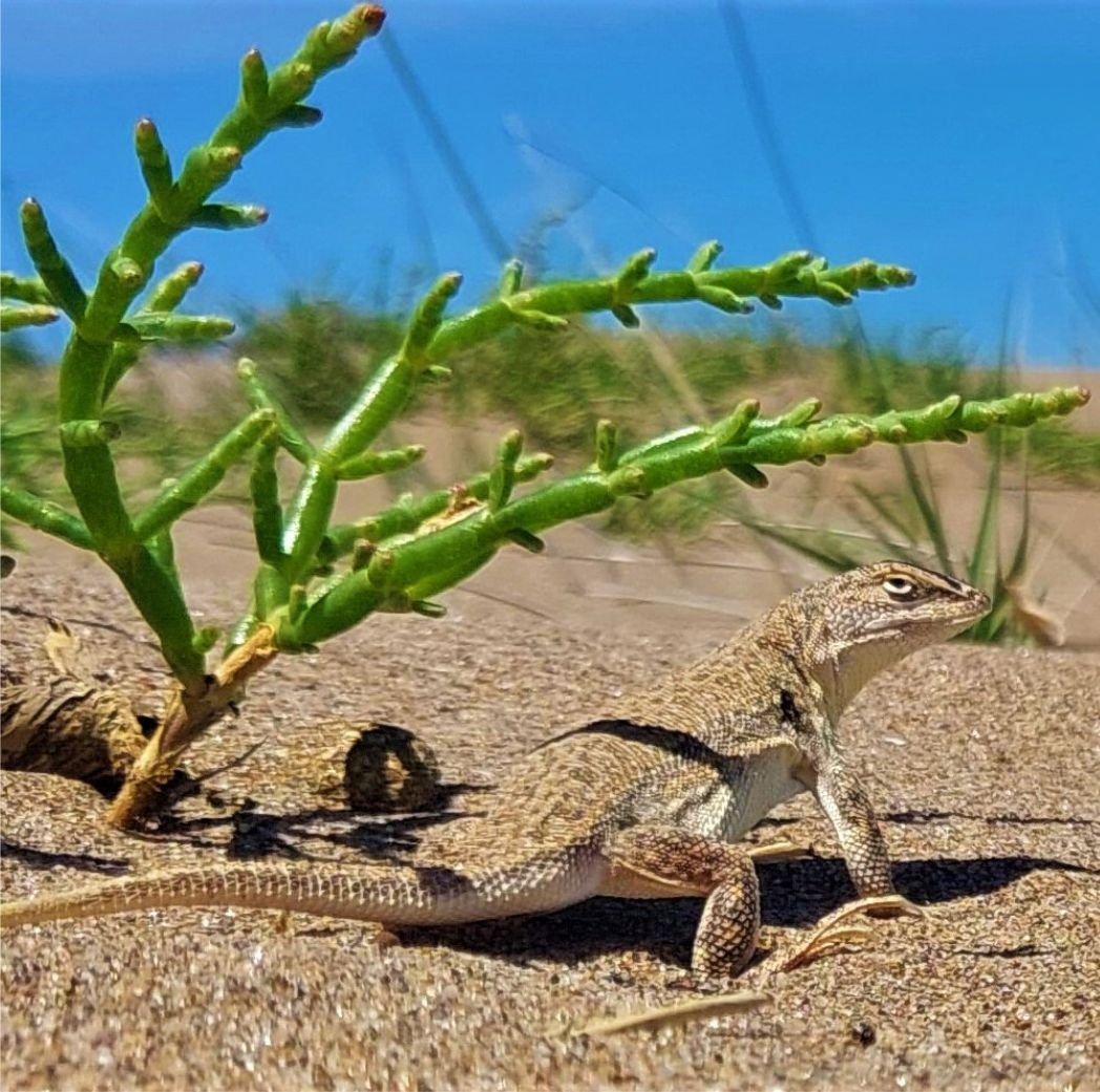La lagartija de las dunas: una joya de la costa argentina