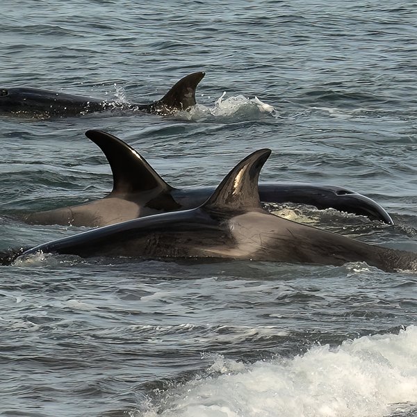 Orcas y lobos marinos. Dos poblaciones vulnerables en un entorno geográfico frágil.