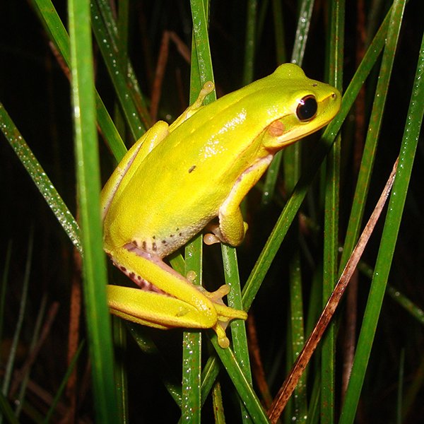 Los anfibios bonaerenses están protegidos en el Parque Nacional Ciervo de los Pantanos.