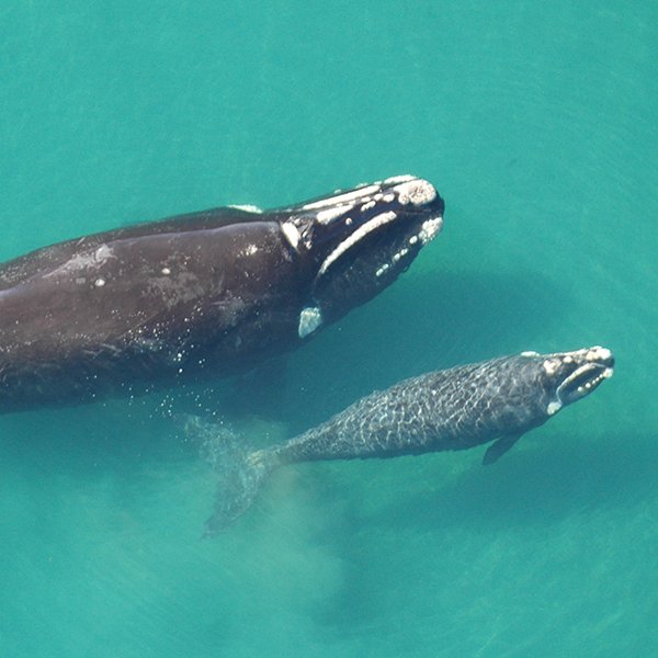Treinta años después: lo que las ballenas nos enseñaron a construir.
